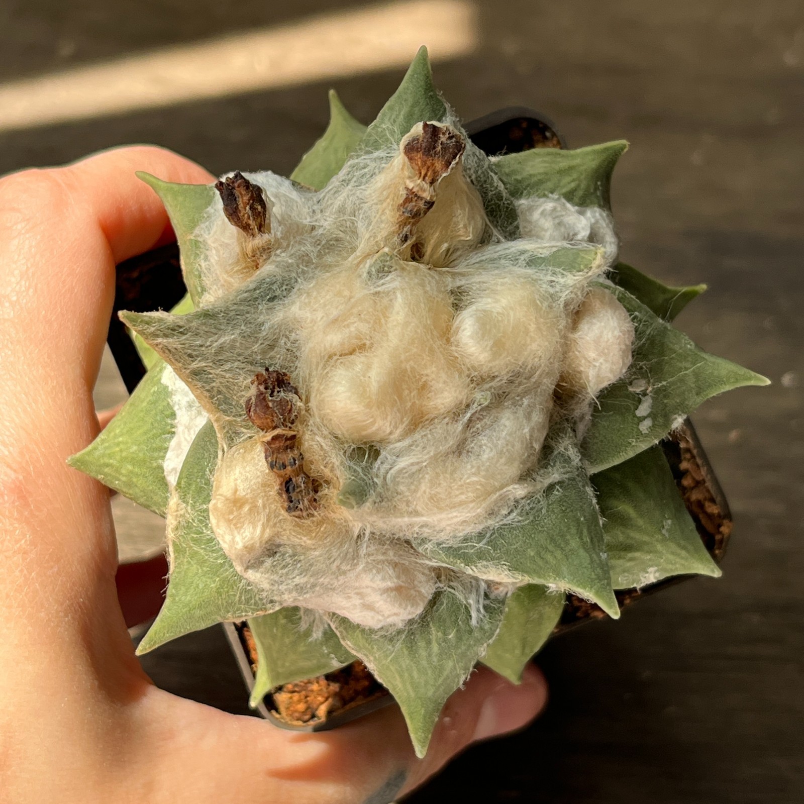 A53-1290 Cactus multihybrid, grafted