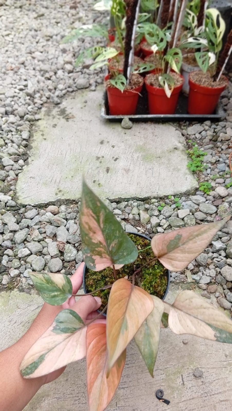 Real Picture Homalomena Pink Peach Diamond Variegated
