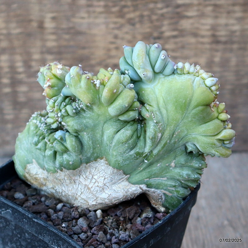 A9748 MYRTILLOCACTUS GEOMETRIZANS STRICTUS pot8-H11-W12 cm MaMa Cactus