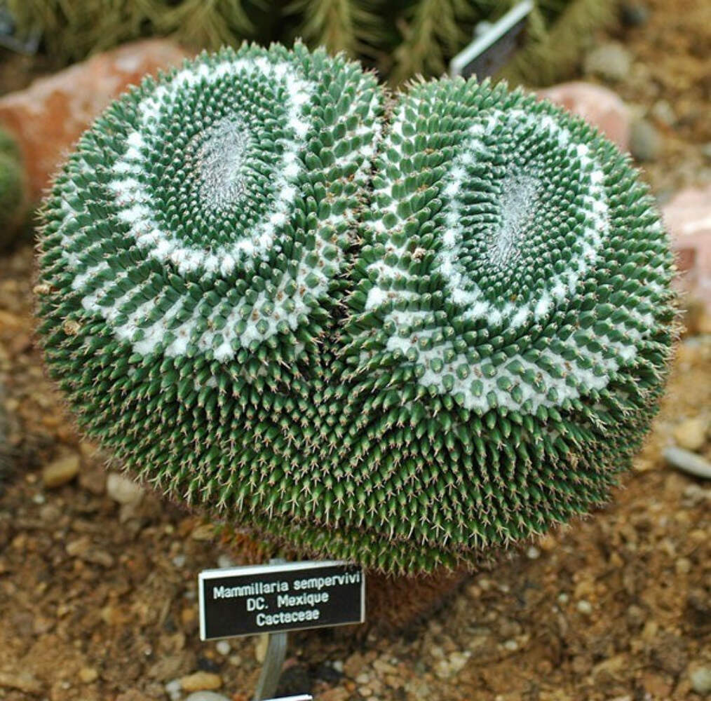 Mammillaria sempervivi SEEDS – Rare Cactus SEEDS
