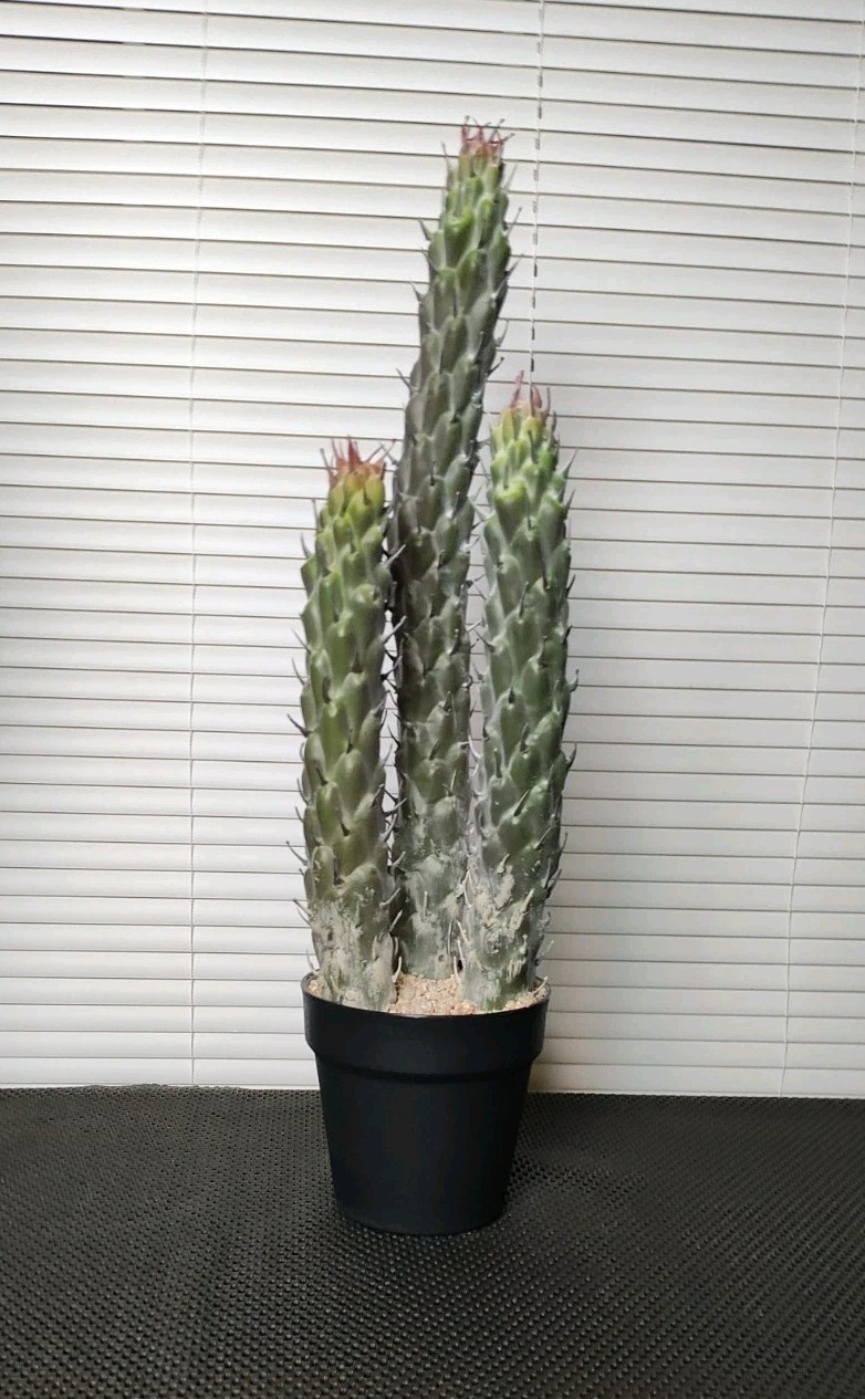 22″ Succulent Cactus Realistic Artificial Plant Home Office Decor Brand New
