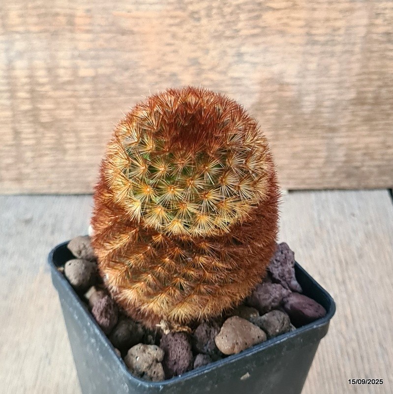 D6420 MAMMILLARIA CARMENAE pot8-H9-W7 cm MaMa Cactus