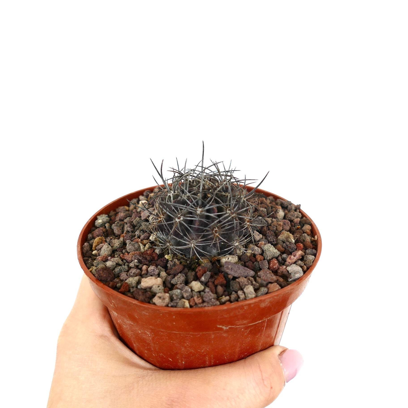 Neoporteria crispa (North of Freirina, CHILE) – Crinkled neoporteria | Crispy ne