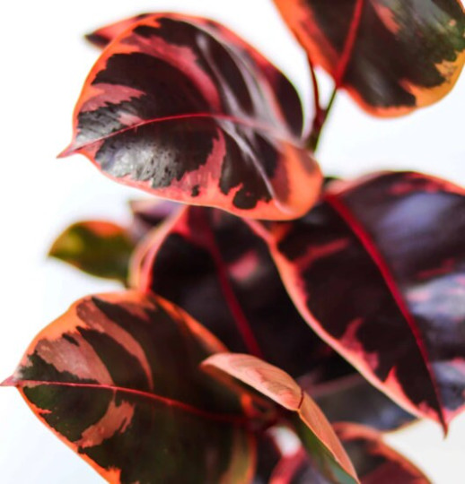 Ruby Rubber Tree Plant Ficus elastica 6″ Pot | Indoor and Outdoor Live Tropical