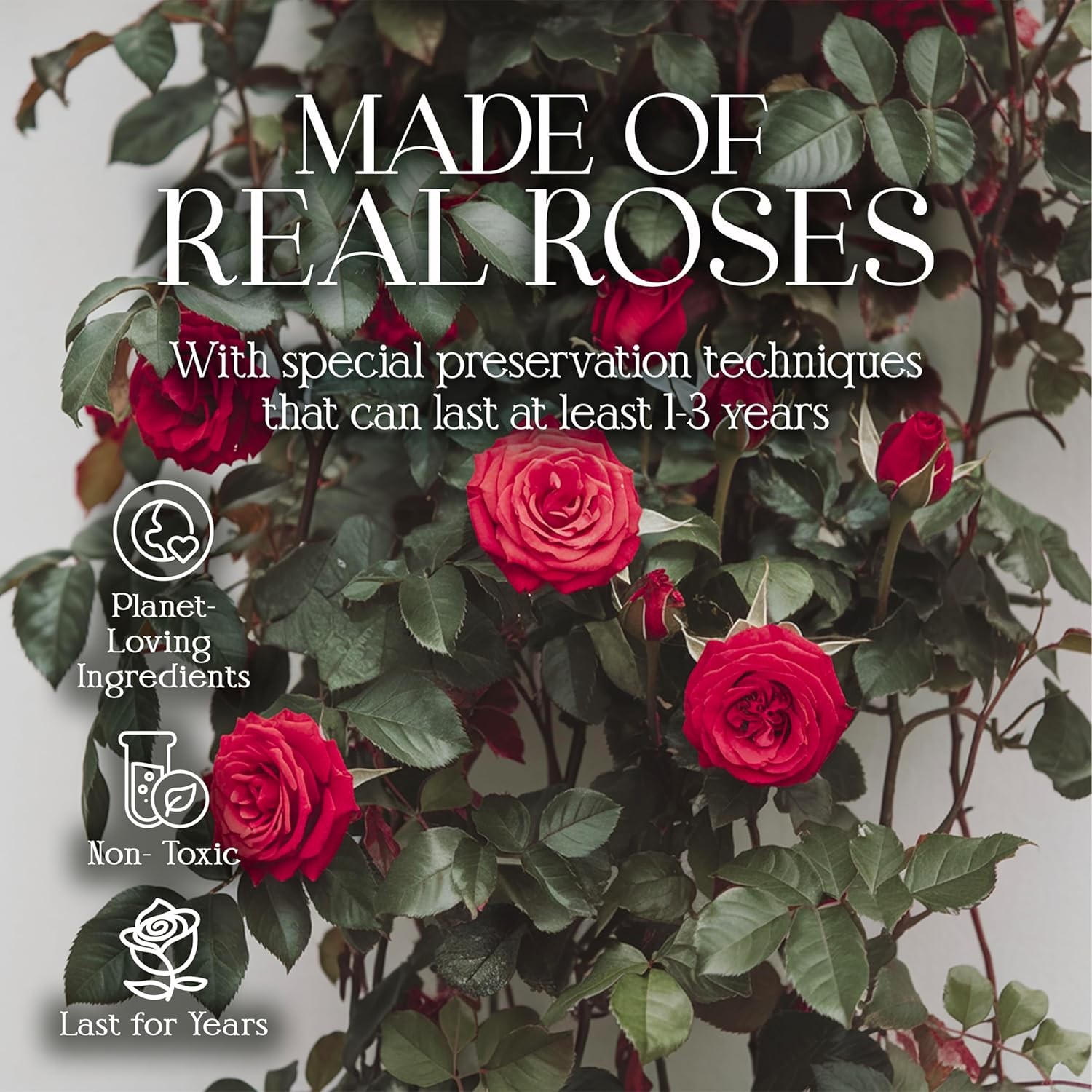 Preserved Roses in a Box Gifts Her Wife & Mom Rose Flowers Forever Decor