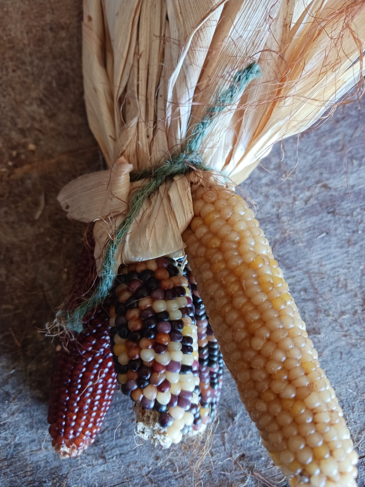 Mini Indian Corn, Approx 5″ Long – Thanksgiving, Fall, Decor, Small #21