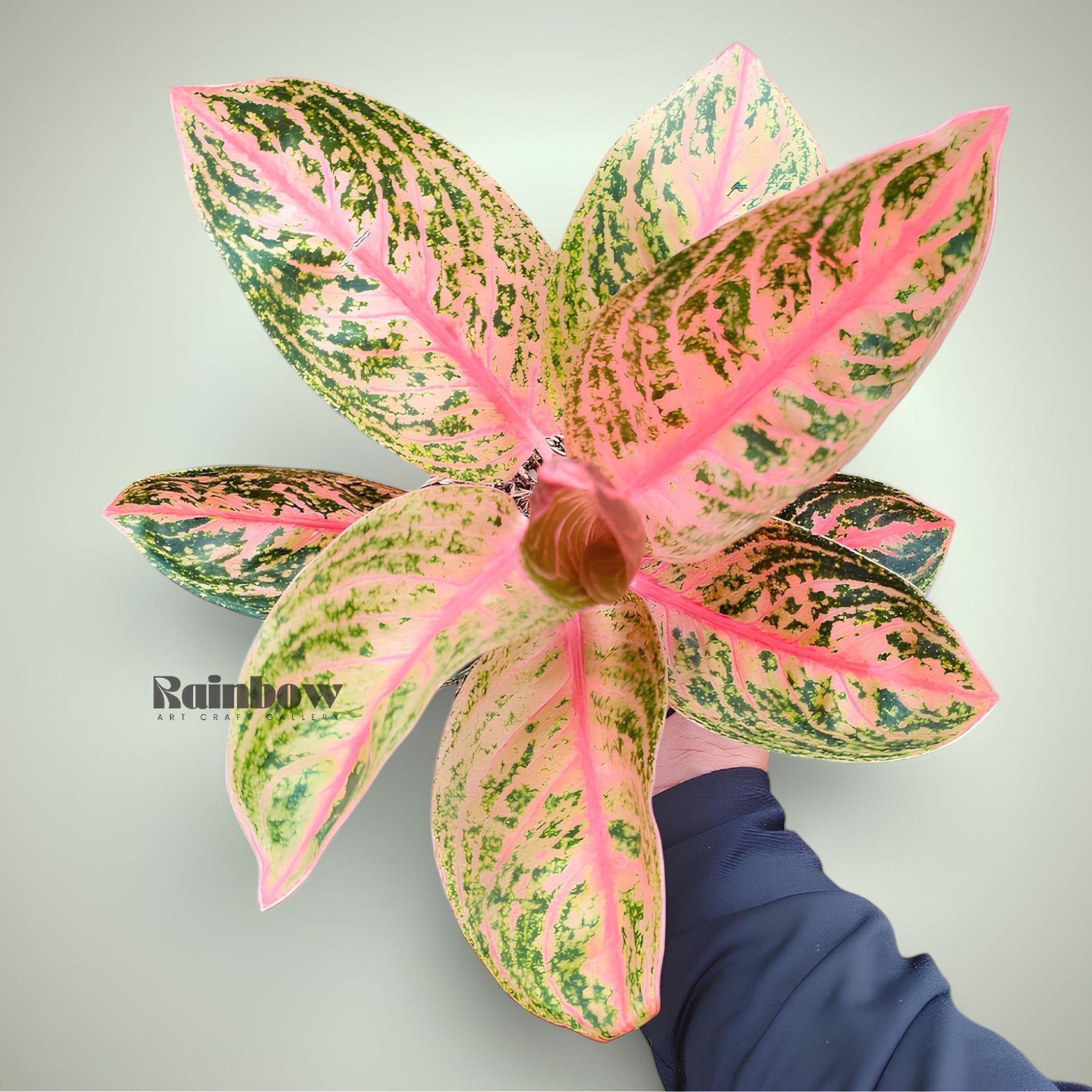 Aglaonema Widuri Beatiful Ornamental Plant