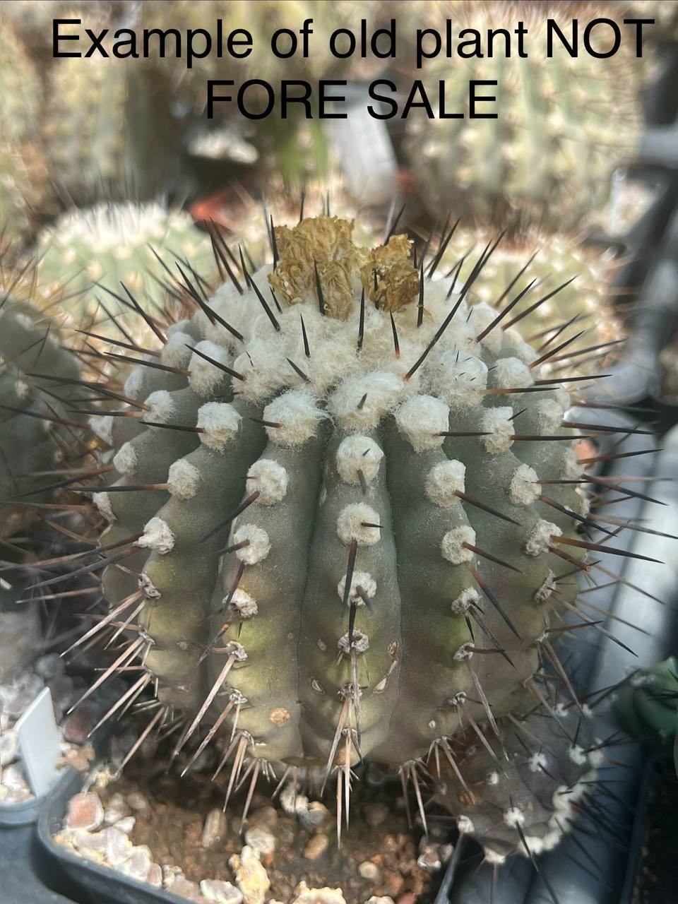A41-1370 Copiapoa cinerea v. albispina, KBC979, Q. San Ramon, Ant, grafted