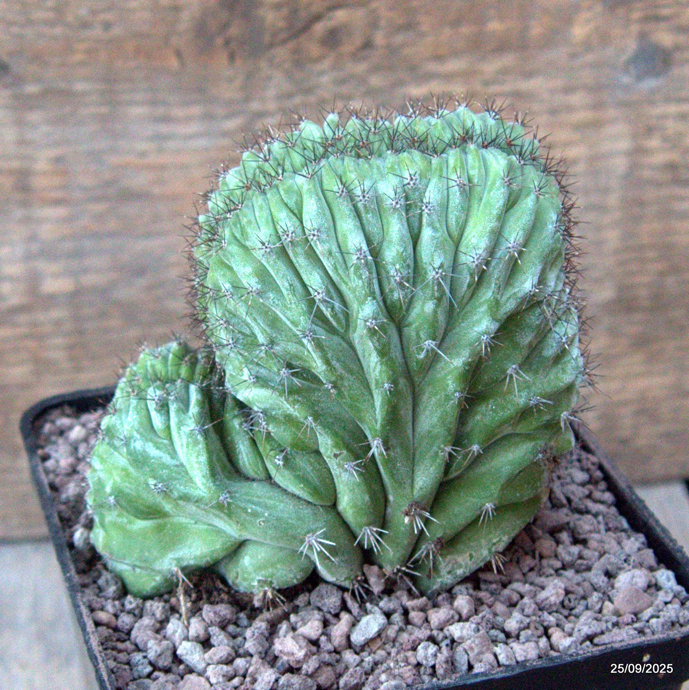 D6660 POLASKIA CHICHIPE CRESTED pot10-H9-W10 cm MaMa Cactus