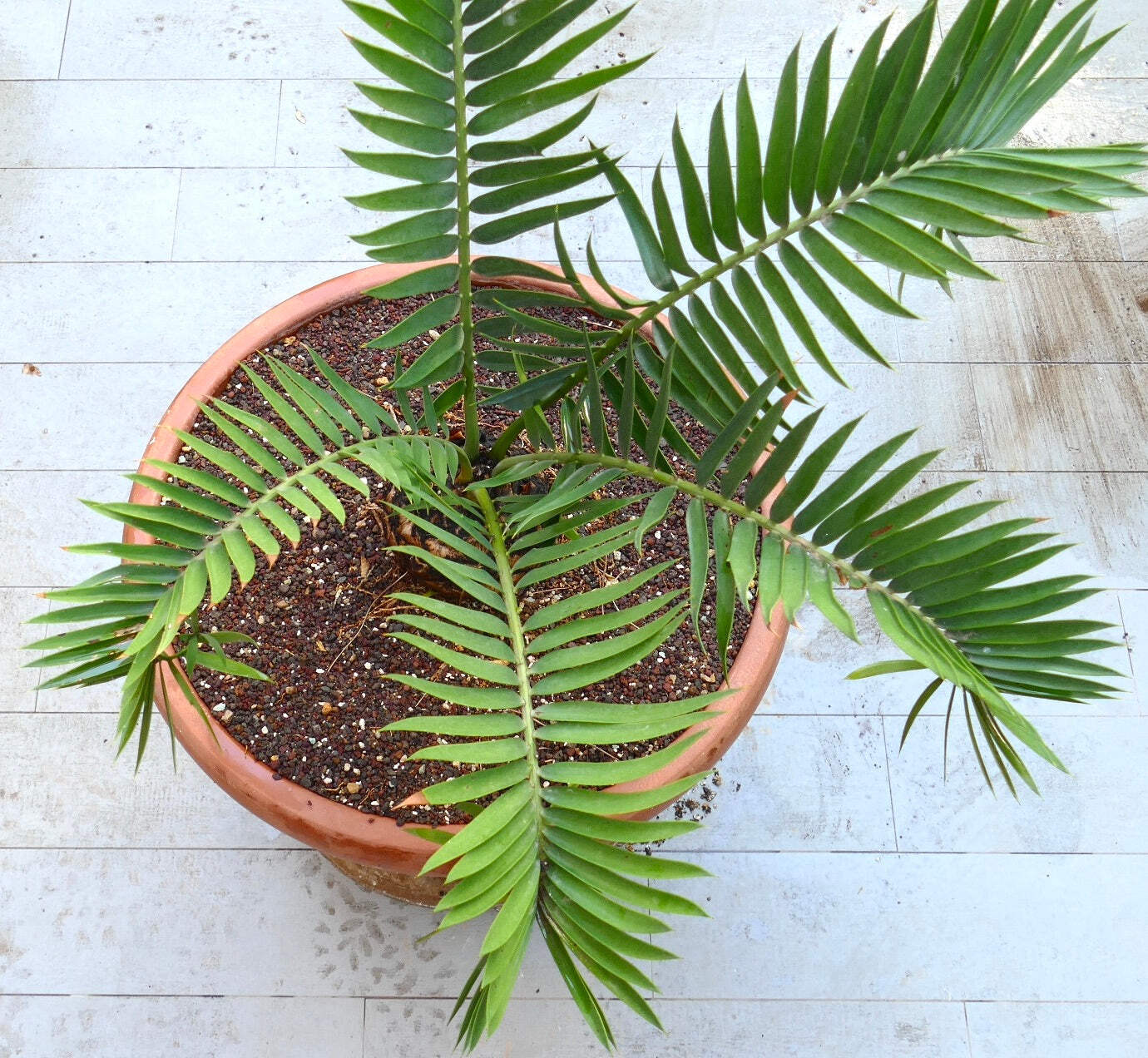 Encephalartos lebomboensis X longifolius 12x11cm CAUDEX – NO latifrons hirustus