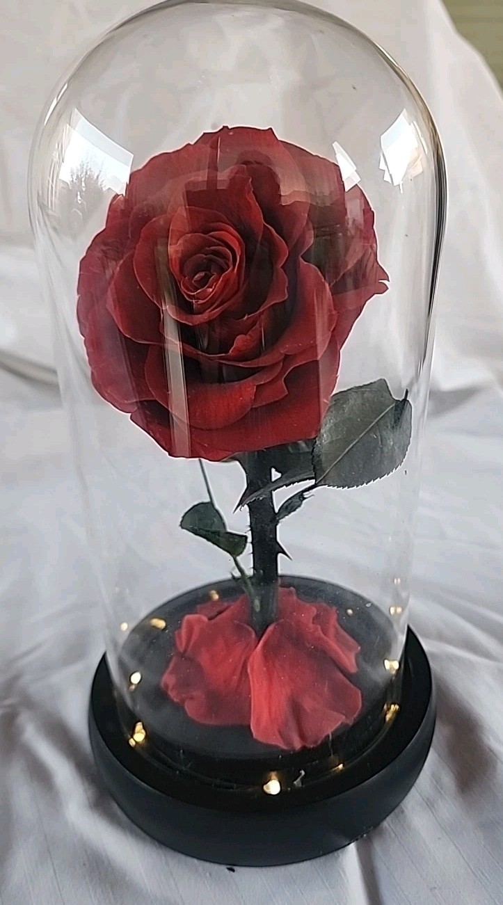 Single Red Rose Displayed In Glass Dome