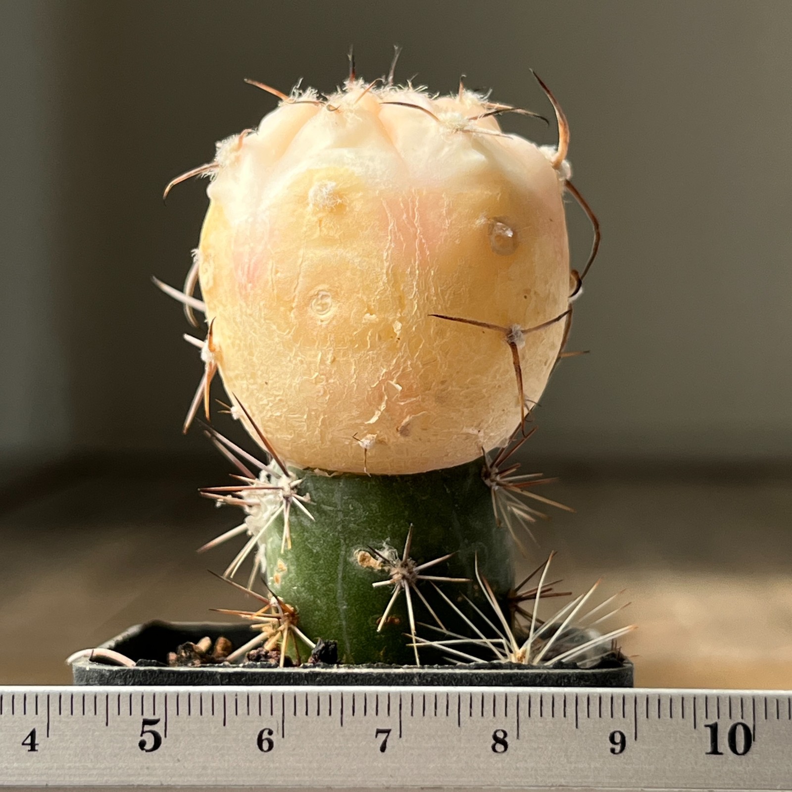 A30-563 Gymnocalycium armatum f. aurea