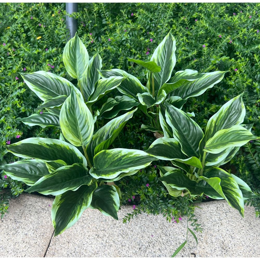 4 Bushes Perennial Hosta Artificial Variegated Green Leave Plant 15.7″ Faux D…