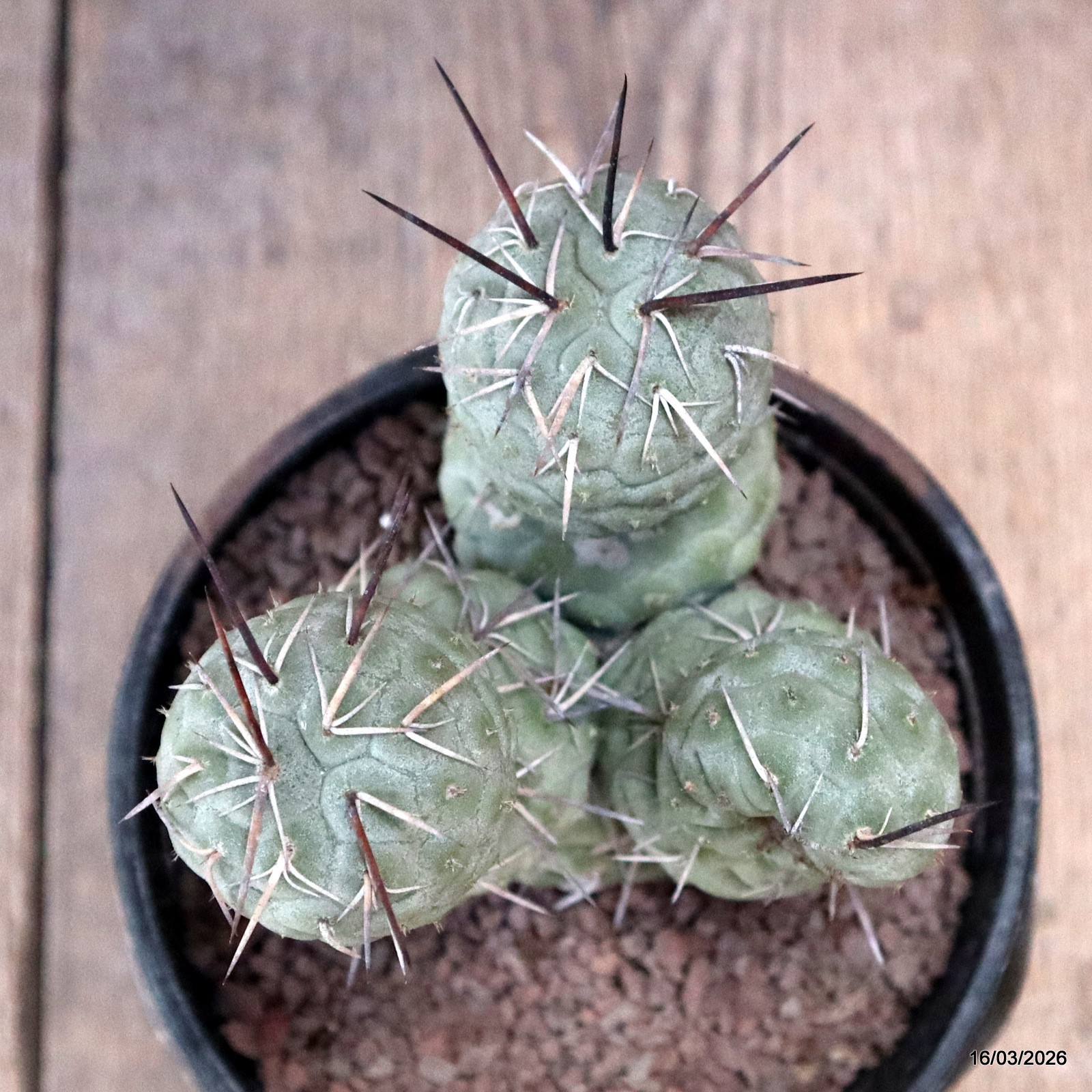 D8038 TEPHROCACTUS GEOMETRICUS 7 BALLS pot14-H13-W11 cm MaMa Cactus