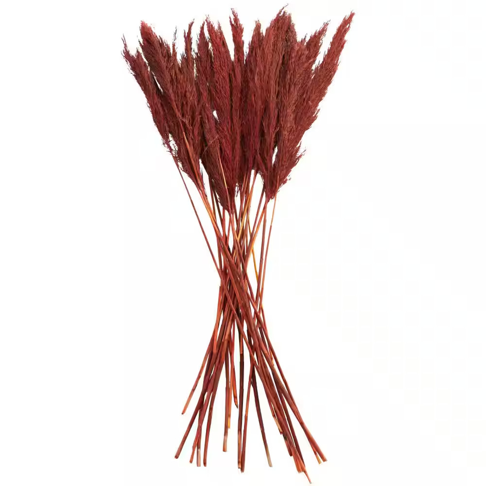 35 In. Pampas Natural Foliage with Long Stems (1 Bundle)