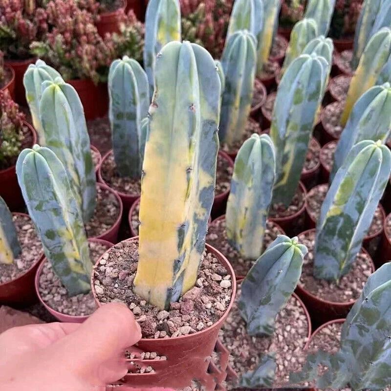 Myrtillocactus Geometrizans Cactus Succulent Plants Variegated Plants USA