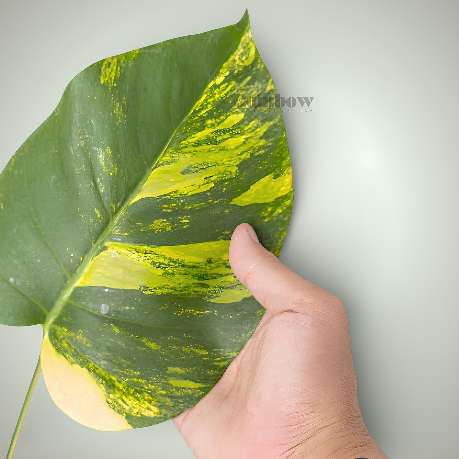 Monstera Marmorata Cutting Ornamental Plant