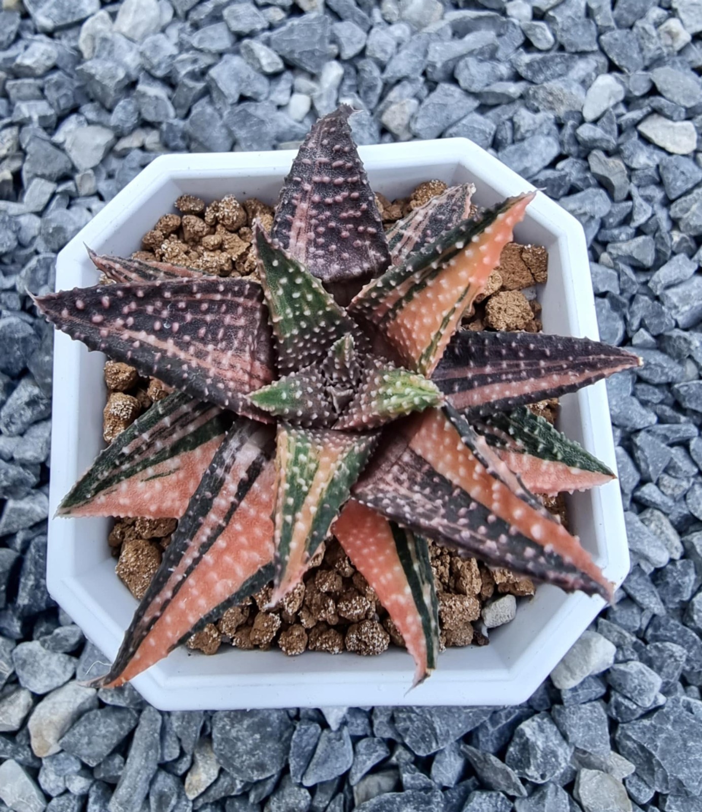็Haworthia Snowy Winter Variegated Rare Live Plant Unique Succulent EU Seller