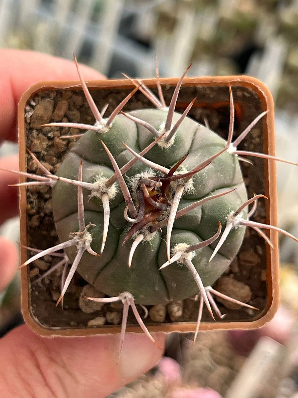 A43-1407 Gymnocalycium bozsingianum, VS 19, Villa Chepes, La Rioja, own root