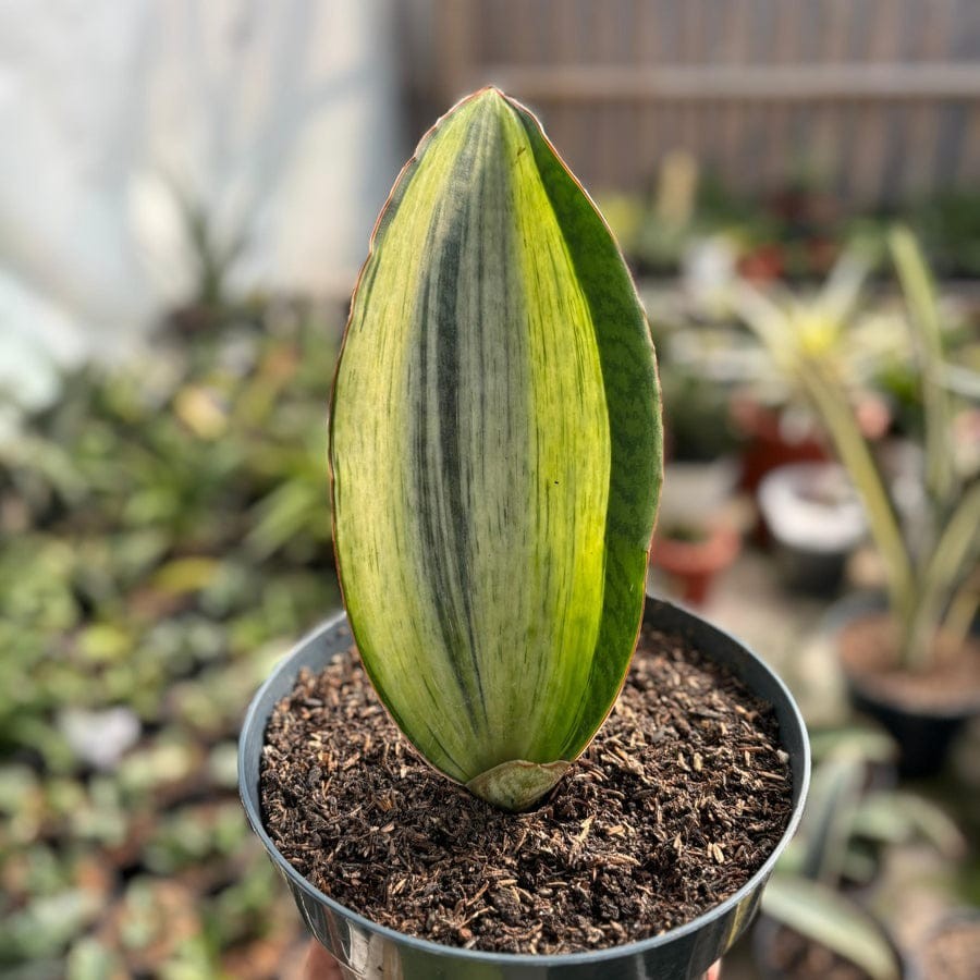 Sansevieria Bruda White Variegated (Elliptica x masoniana)Rare Uniqe Snake Plant