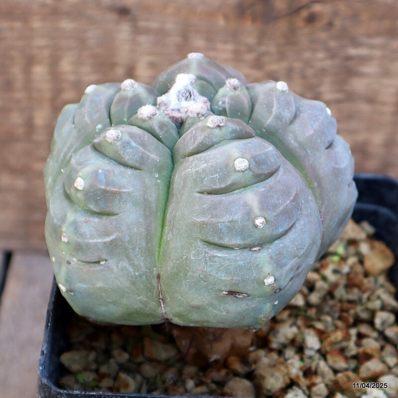 D1280 ASTROPHYTUM MYRIOSTIGMA KIKKO BALL GRAFTED pot12-H12-W11 cm MaMa