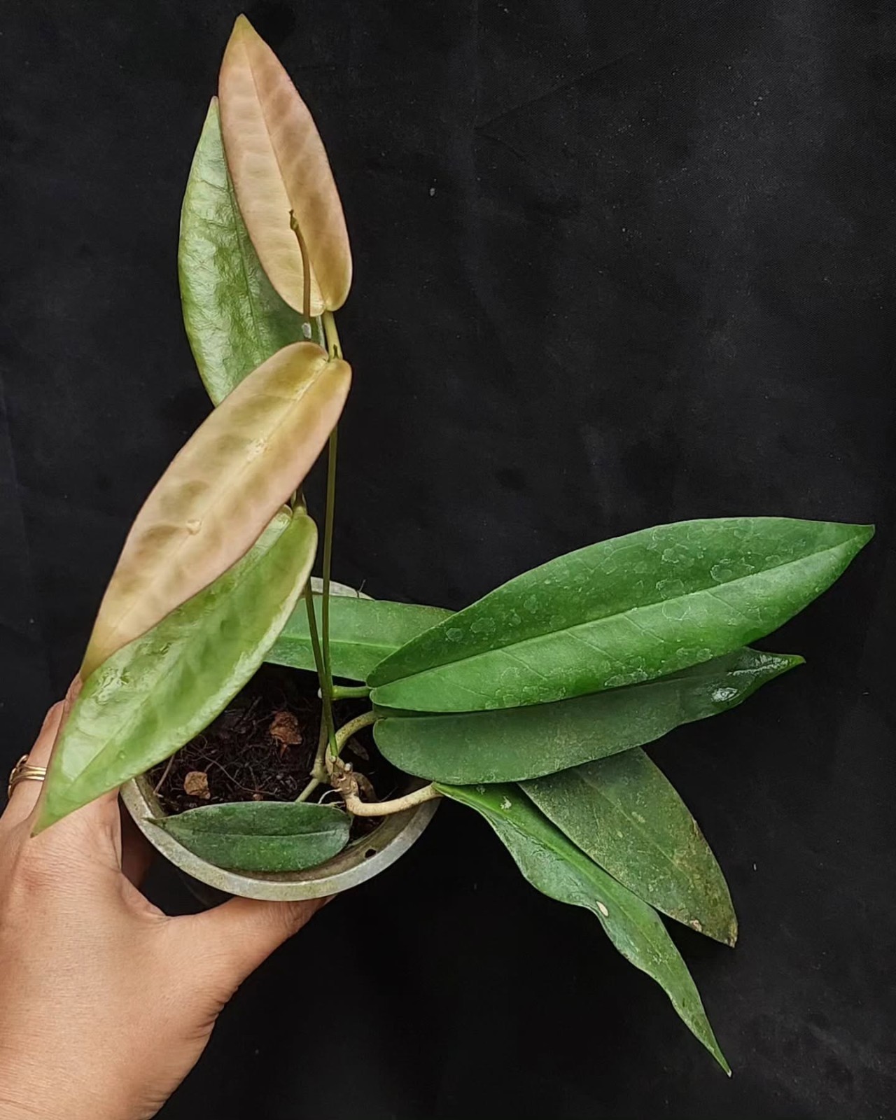 Hoya archboldiana pink Rare Variegated, Real Picture, Aroid Houseplant