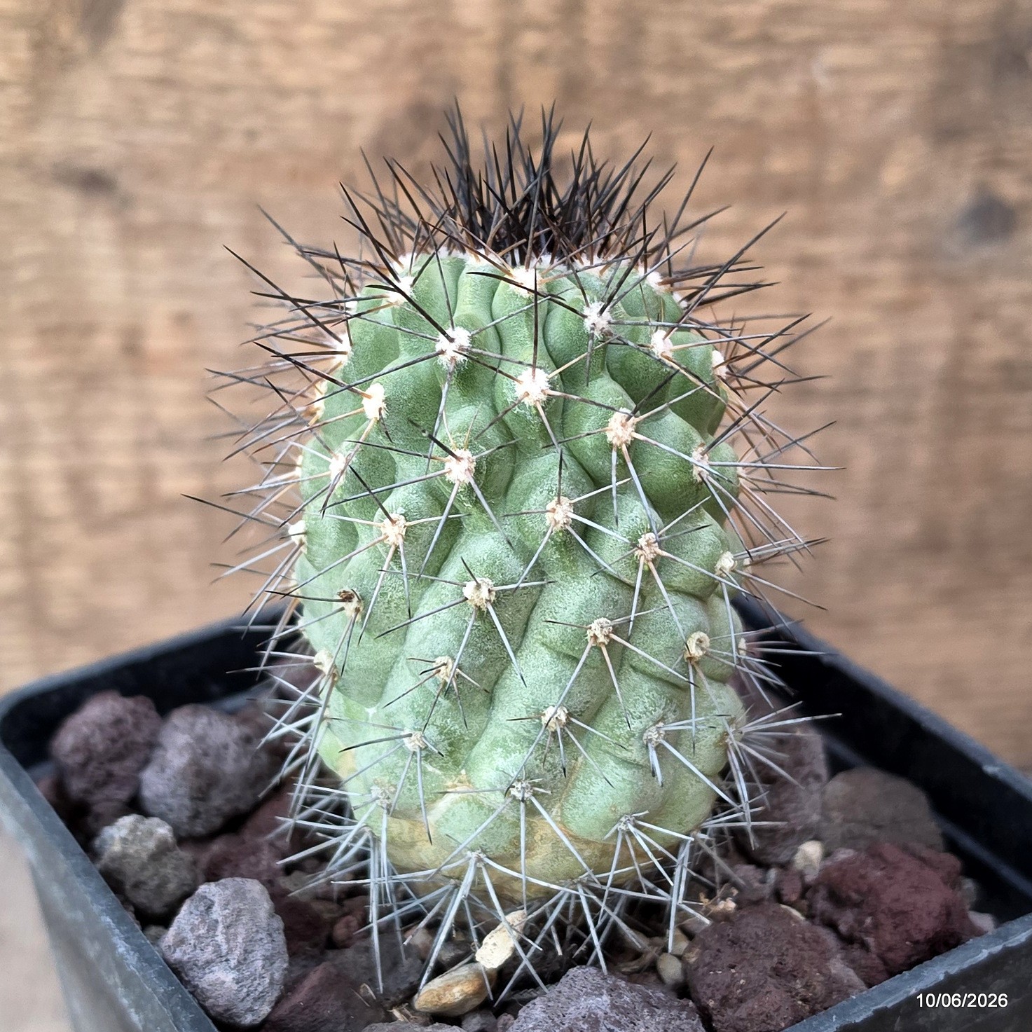 D3541 COPIAPOA TENEBROSA pot10-H9-W5 cm MaMa Cactus