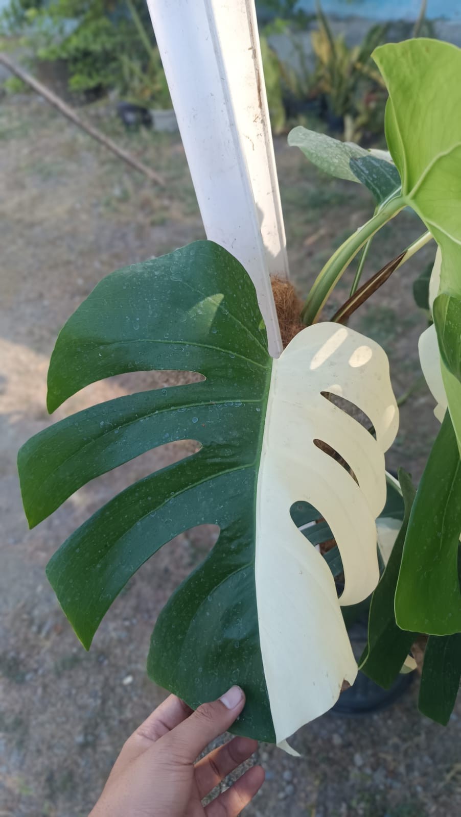 Real Picture Monstera KIng Albo Halfmoon Variegated Big Size 7 Leaves