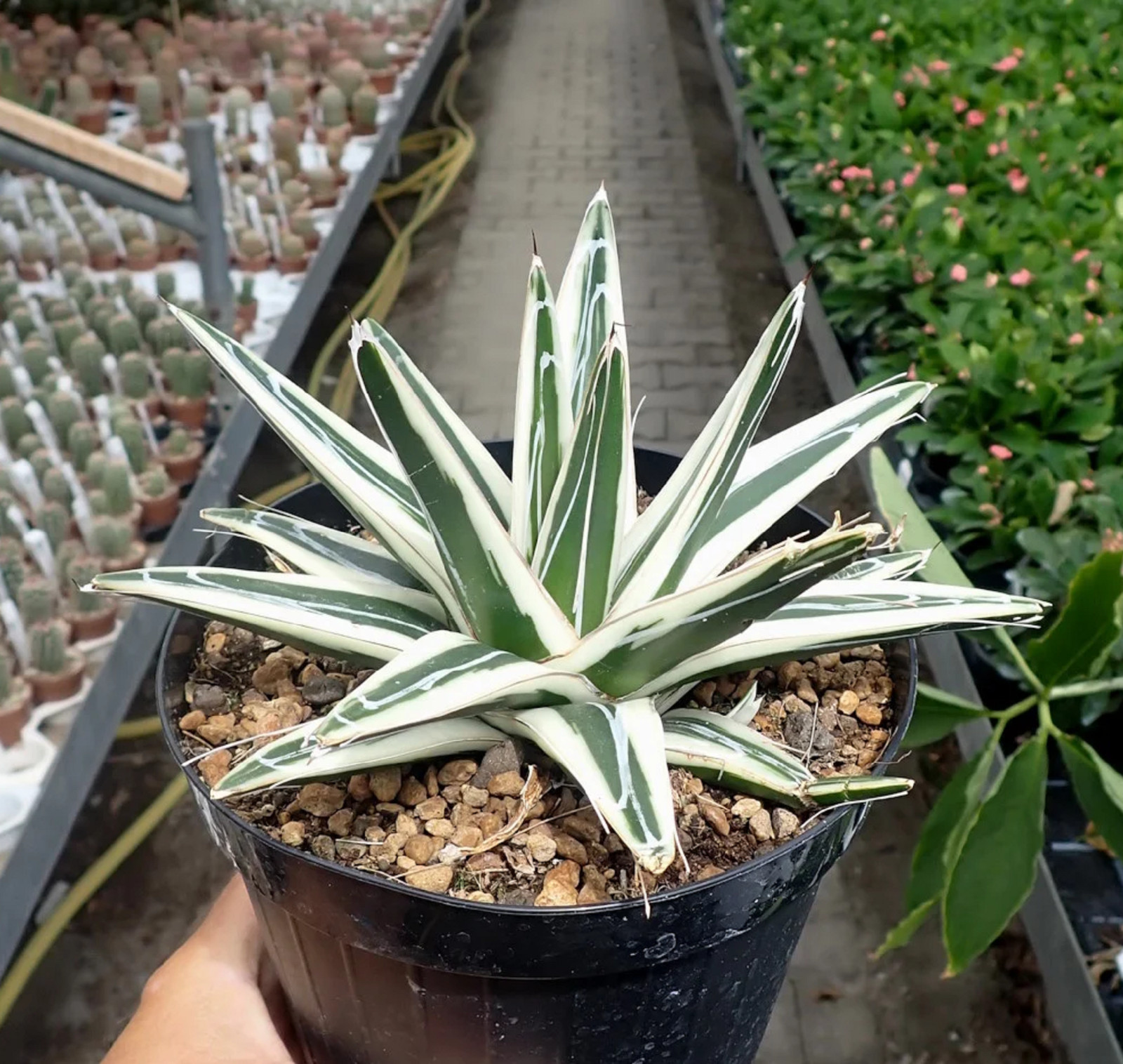 Agave White Rhino Large Size