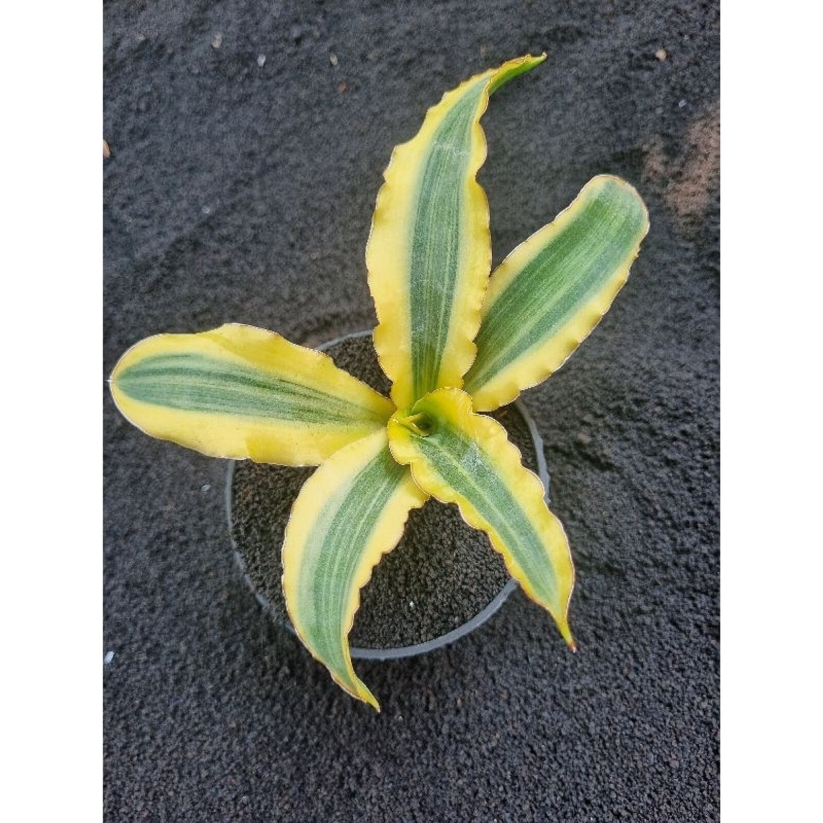 Sansevieria Katana Variegated Rare Unique Snake Plant