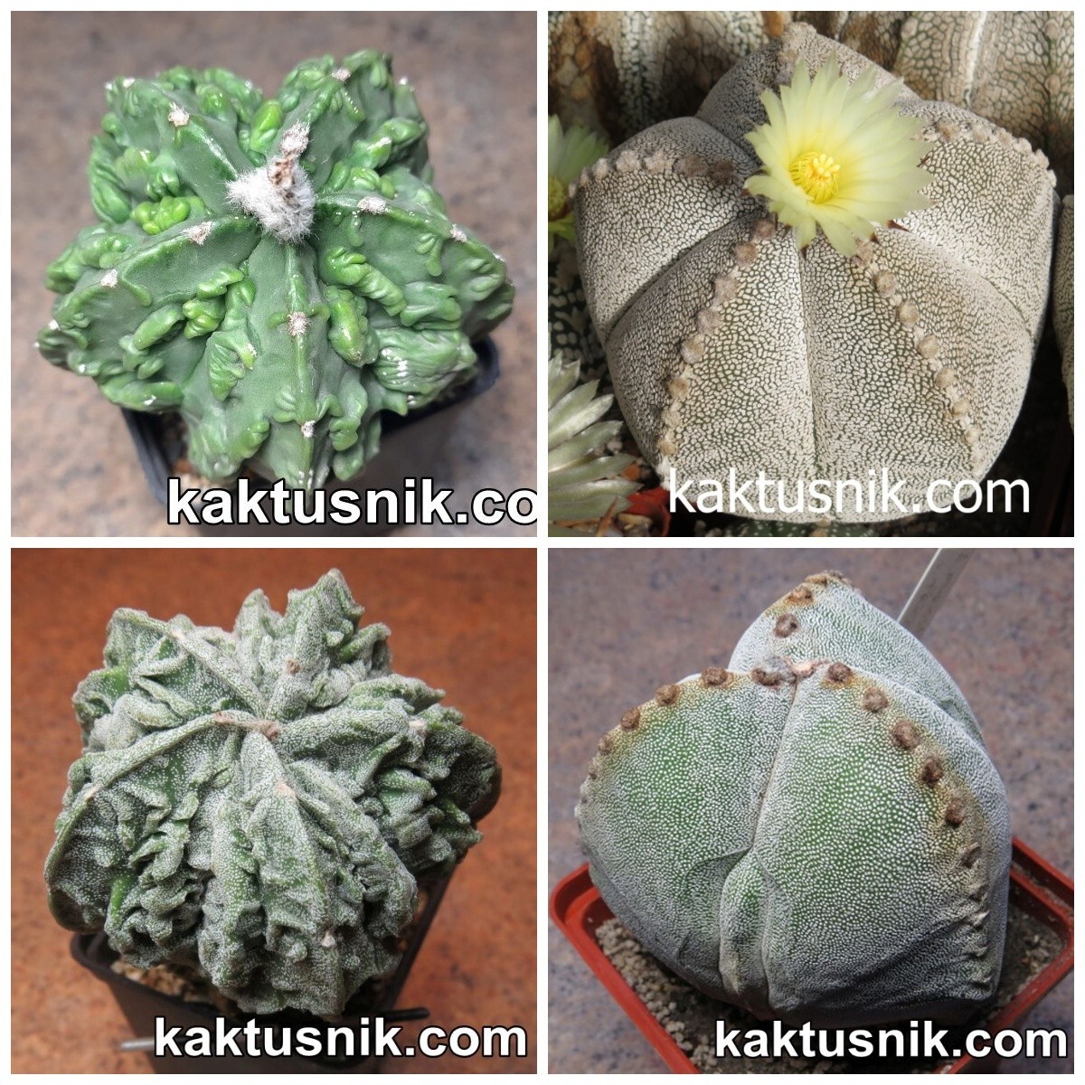 Astrophytum myriostigma mix 20seeds harvest 2025