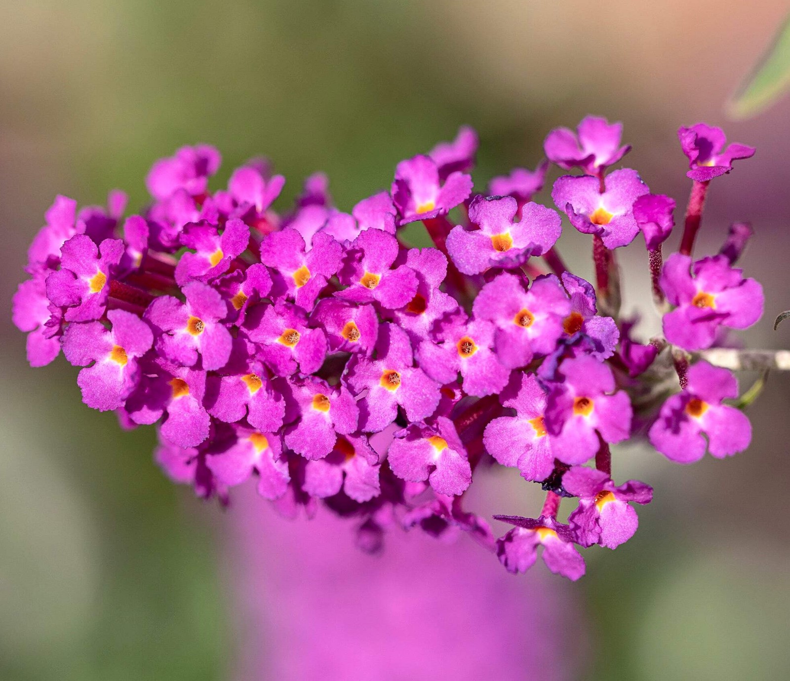 Buddleja davidii (FUCHSIA) – Butterfly bush | Summer lilac