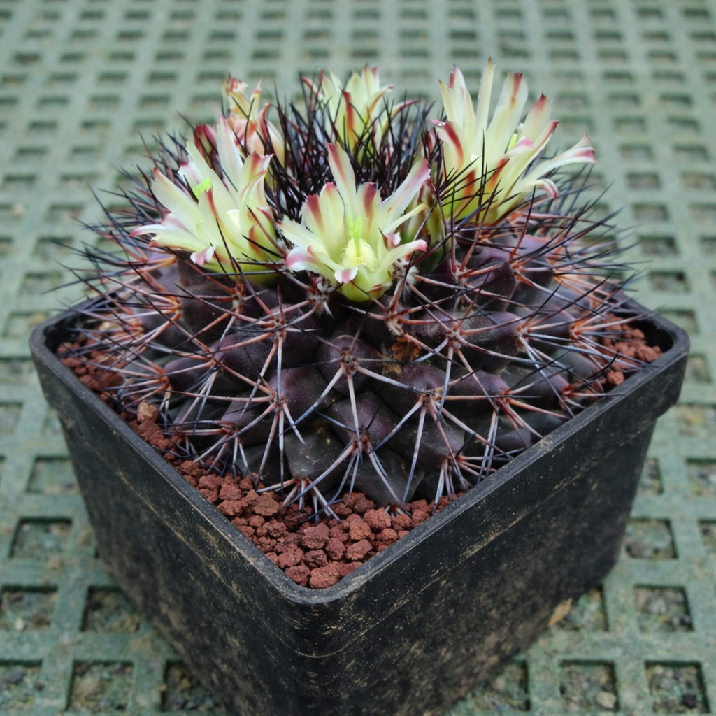 Mammillaria rubida REP 722 SEEDS – Rare Cactus SEEDS