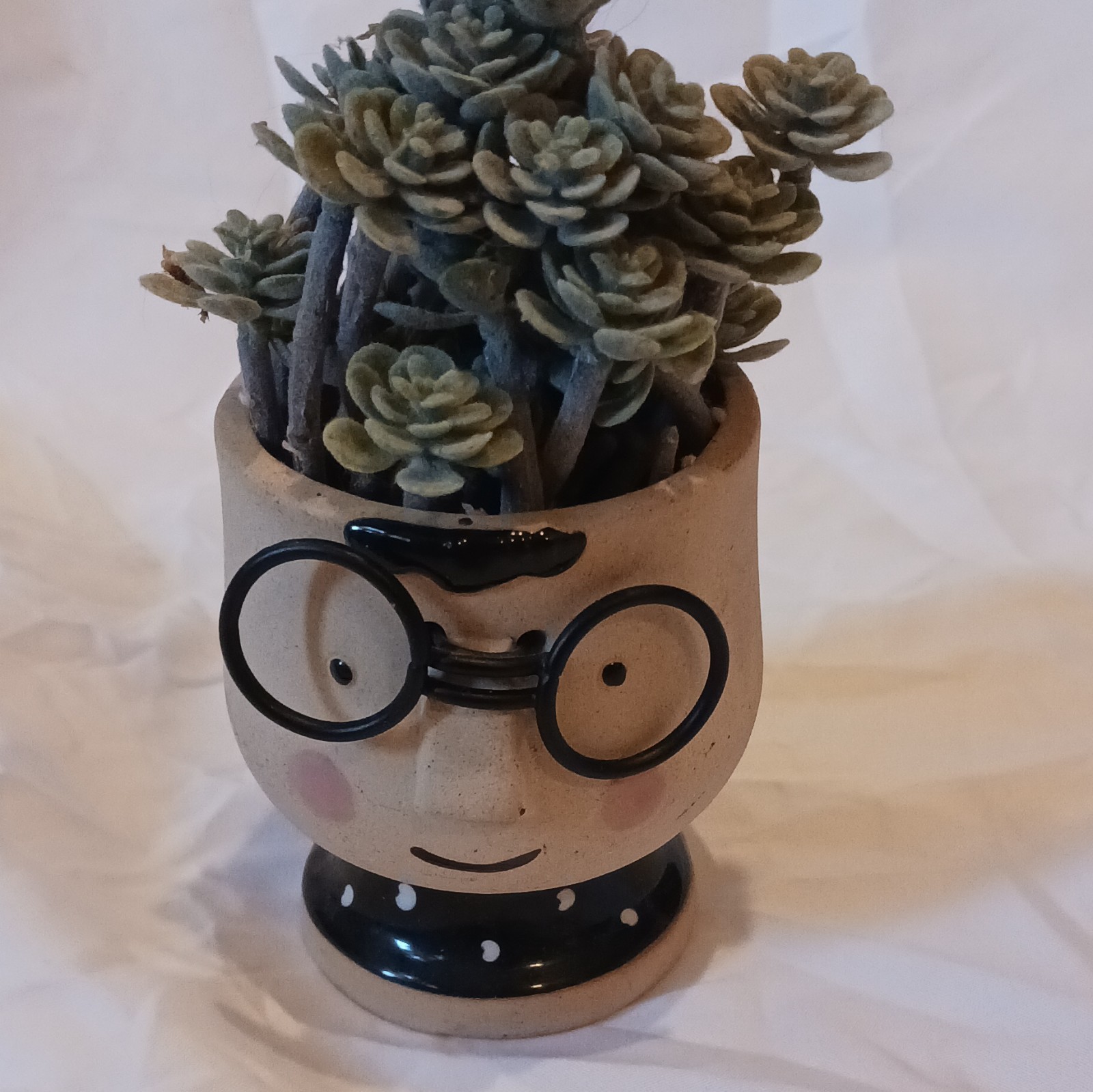 Succulent Plant in Decorative Face Pot, Air Purifying, Potted