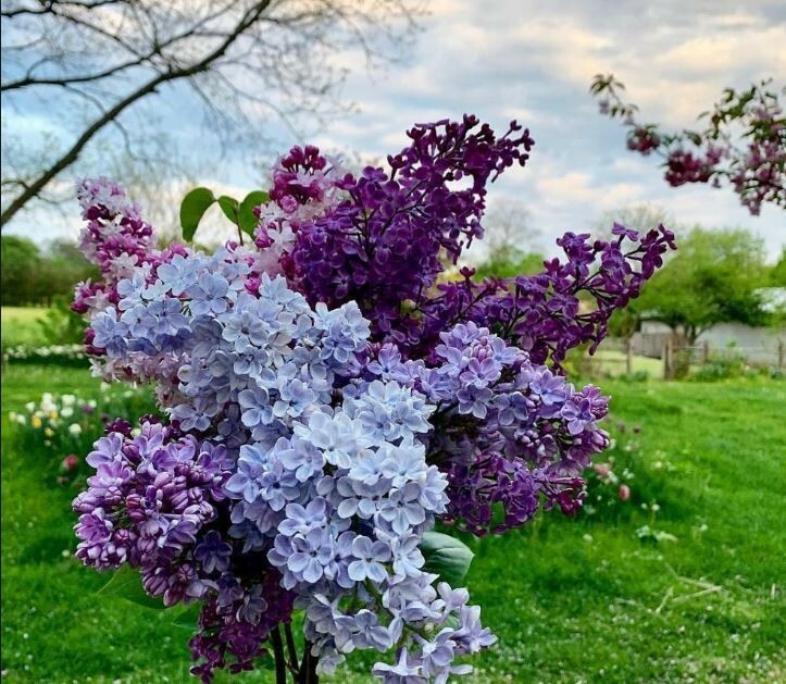 Lilacs Contemporary Art Floral on canvas, original painting direct from artist