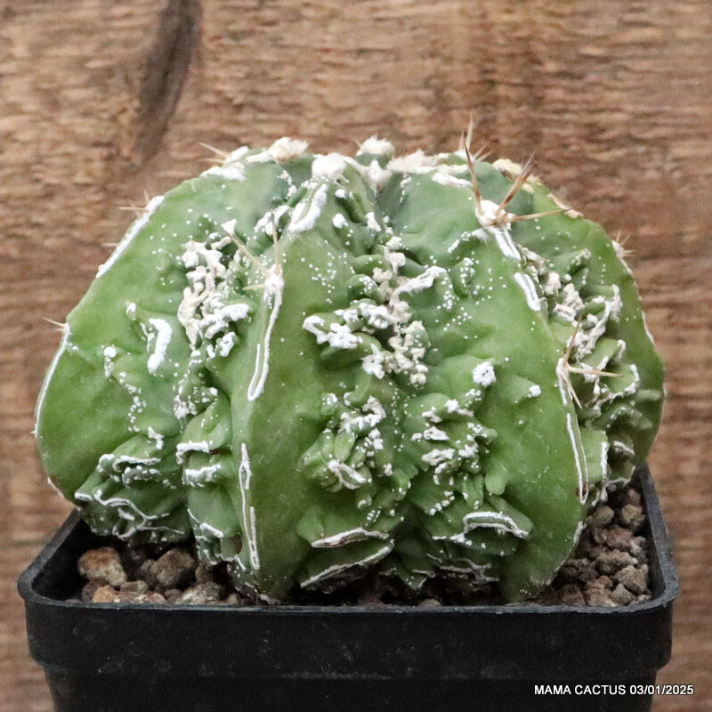 M115 ASTROPHYTUM MYRIOSTIGMA FUKURYU pot10-H8-W12 cm MaMa Cactus