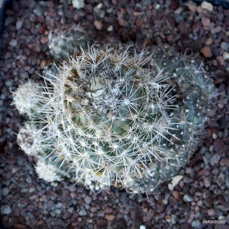 D3180 COPIAPOA MARITIMA PROLIFERA pot14-H10-W11 cm MaMa Cactus