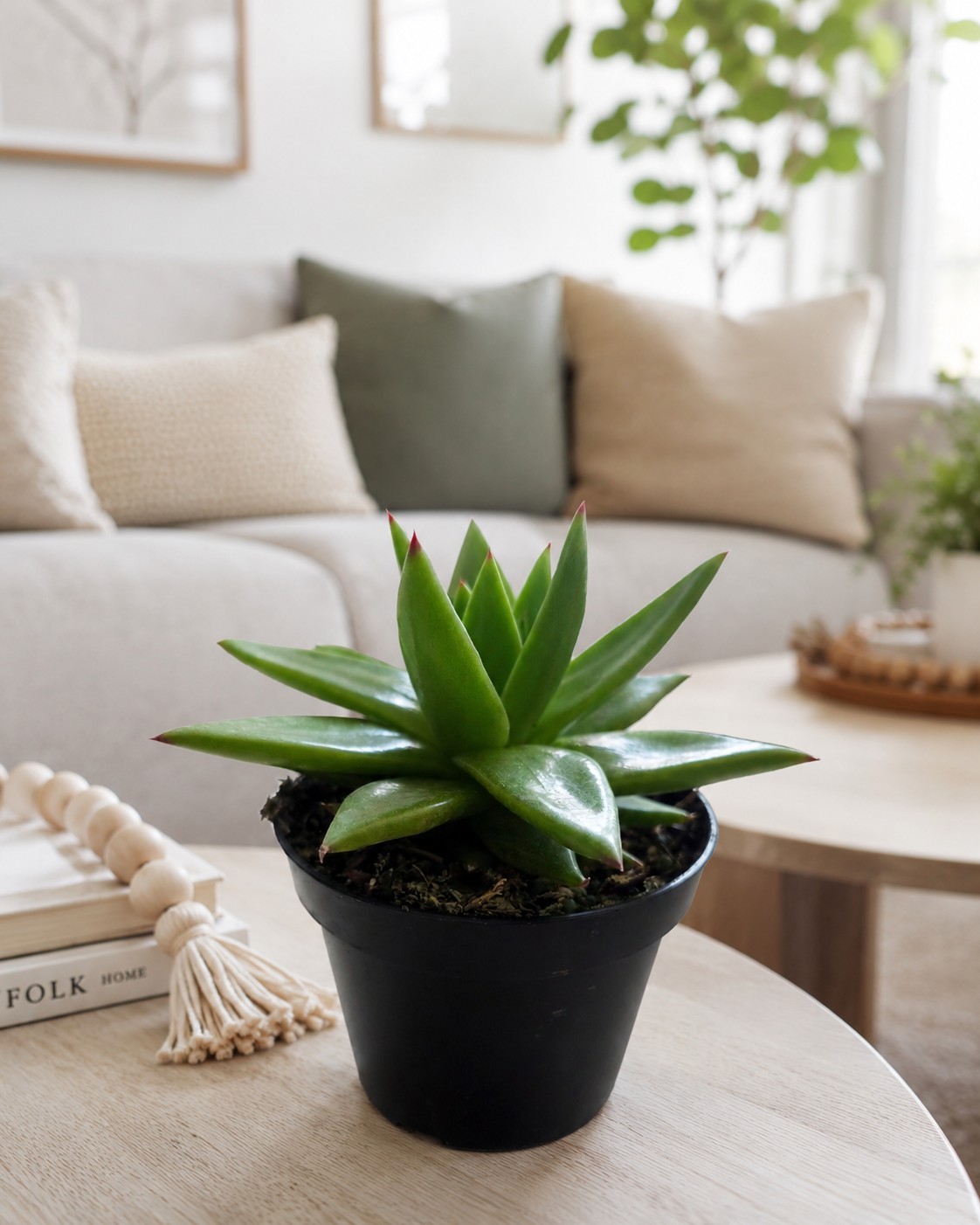Live Echeveria Succulent Plant 4” Pot – Green Rosette Indoor Outdoor Plant