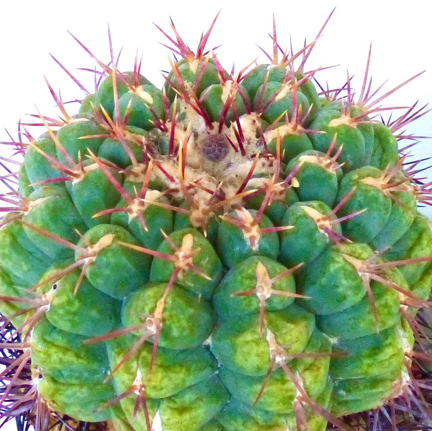 Thelocactus heterochromus var. bolansis SEEDS – Rare Cactus SEEDS
