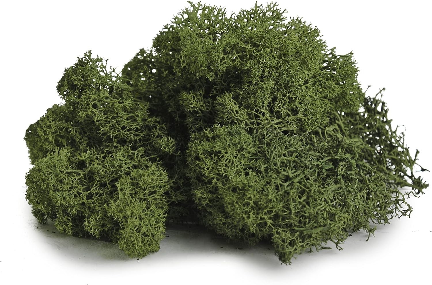 Long Lasting Preserved Moss, Forest Green, 3lbs