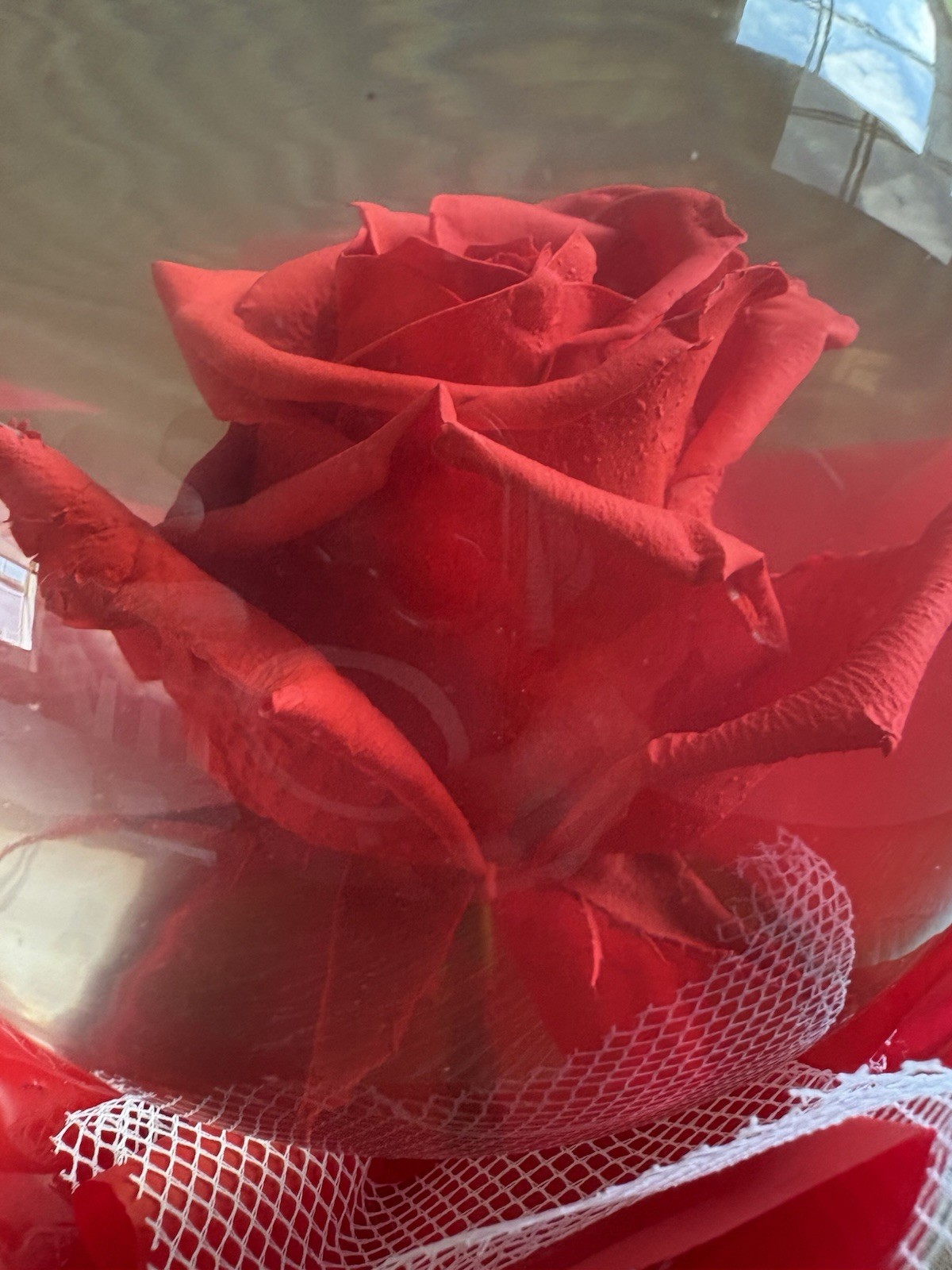 Vintage Forever Red Rose In Glass Ball Clear Water Dome Globe Large 6.5″