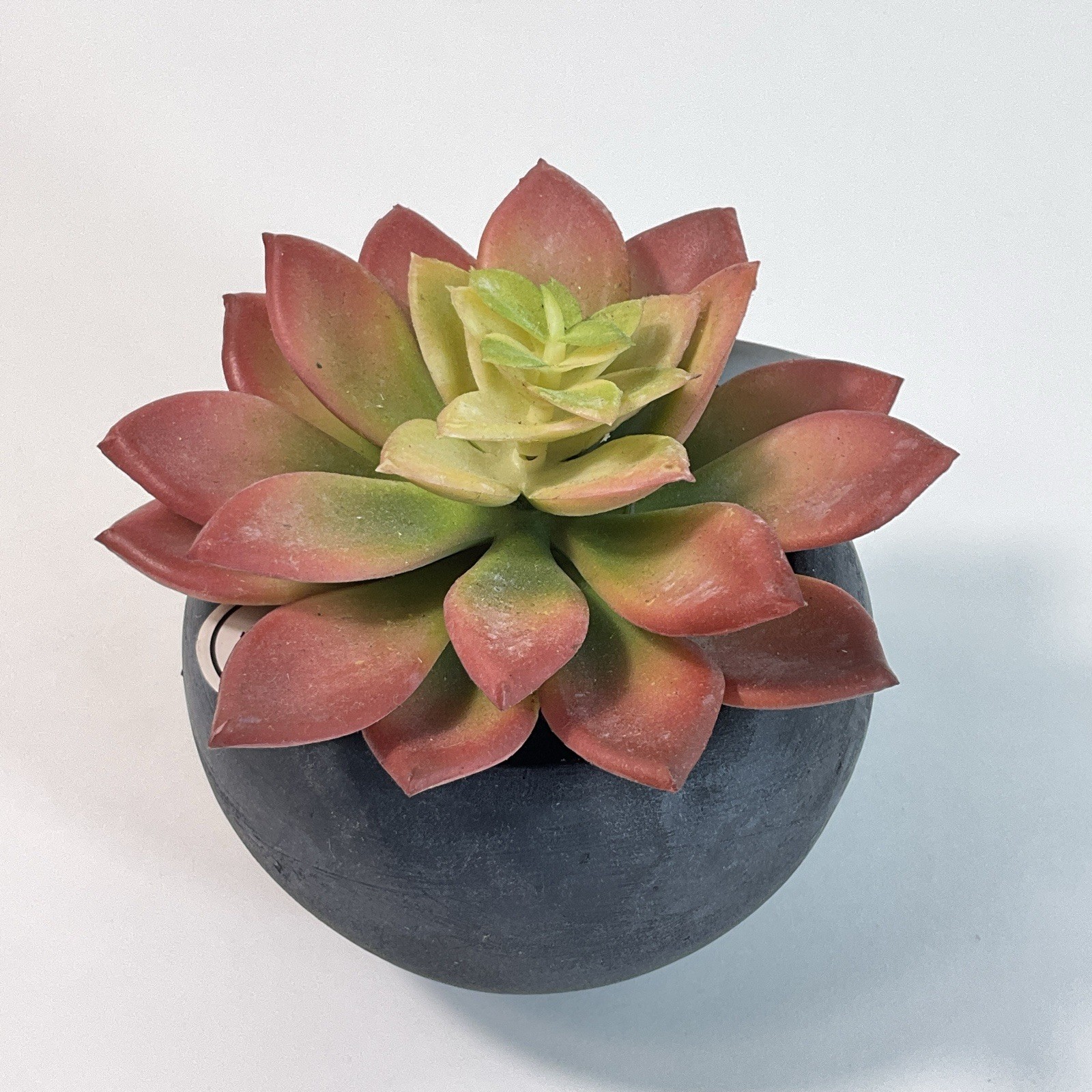 Artificial Succulent Plant in a Black Pot 4” Table Decoration