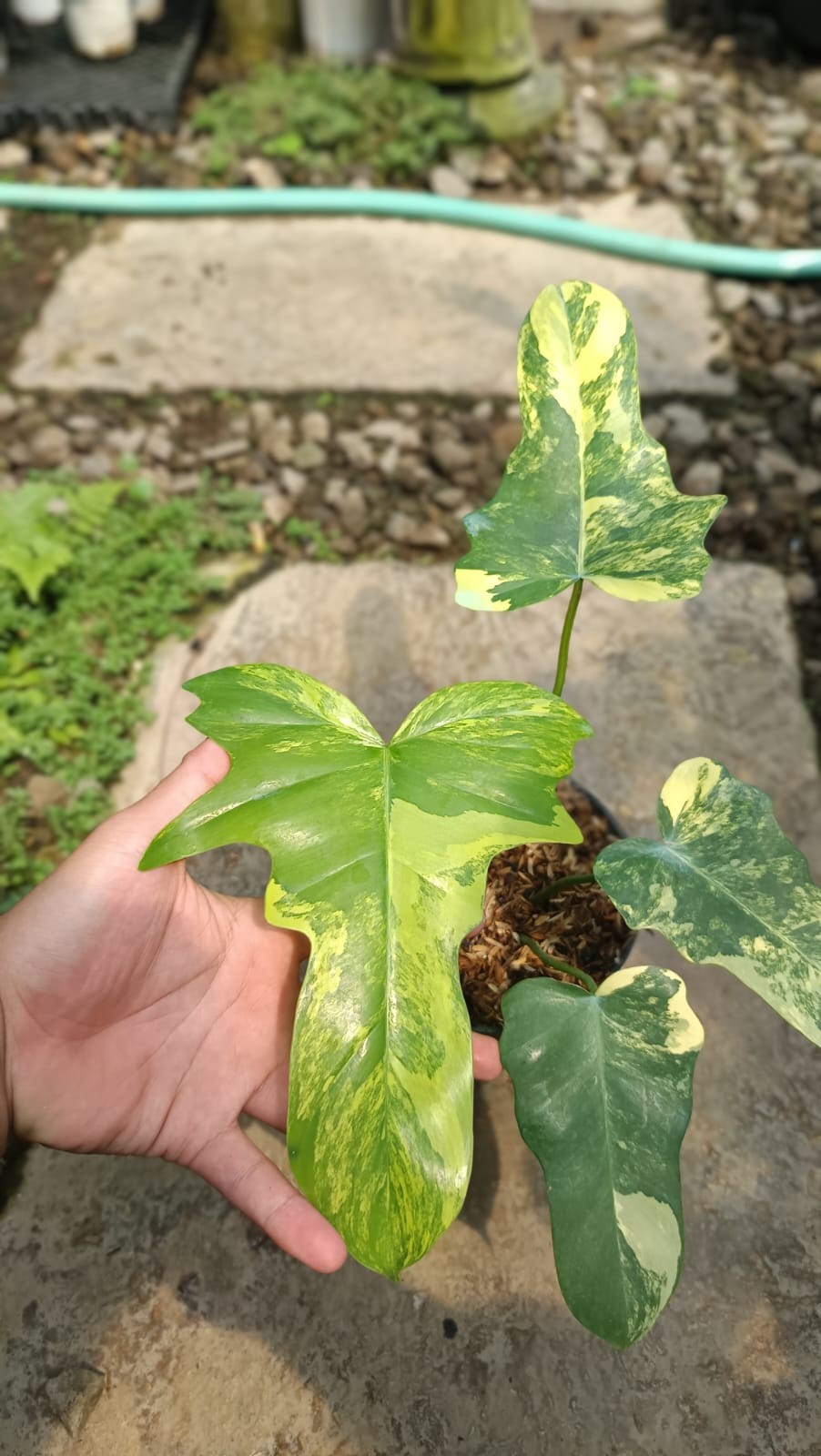 Real Picture Philodendron Florida Beauty x Golden Dragon Variegated