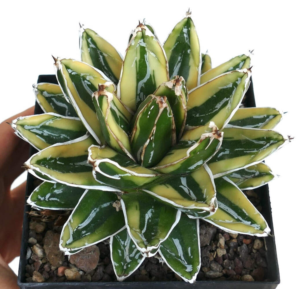 Agave victoriae-reginae cv KIZAN –