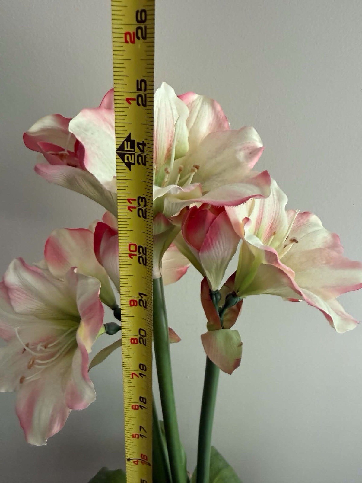 Amaryllis Verigated Pink /white ‘ – Soft Pink Indoor Flower With Vase