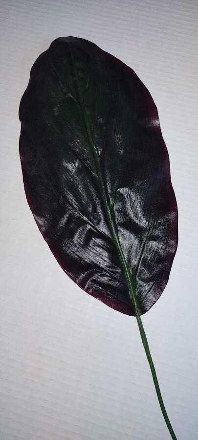 Wide cordyline leaves