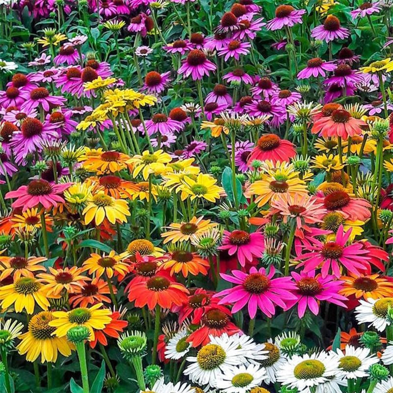 200+ Perennial Mix Echinacea Coneflower Seeds for Planting-Rare Non-Gmo Plant Fl