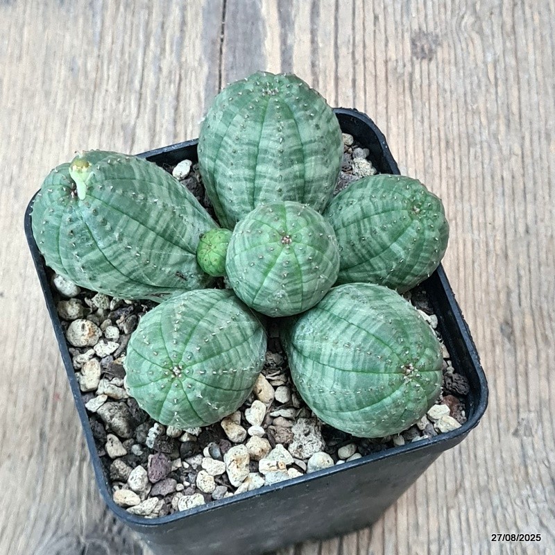 D6191 EUPHORBIA OBESA MULTIHEADS pot8-H5-W9 cm MaMa Cactus