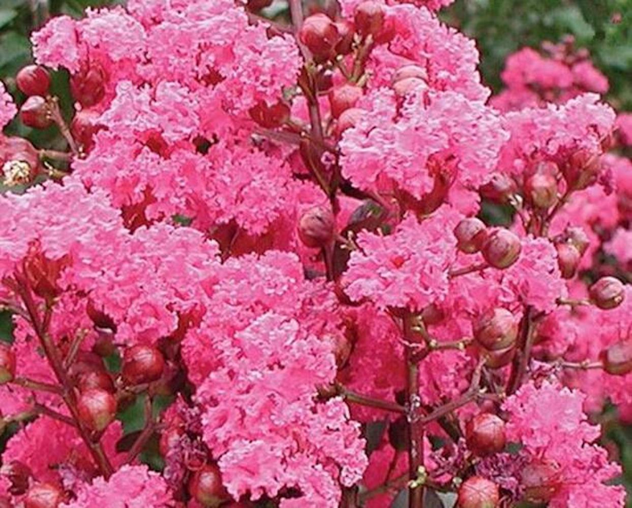 (10) CRAPE/CREPE MYRTLE SEEDS rare exotic flower garden tree USA SELLER W/TRACK