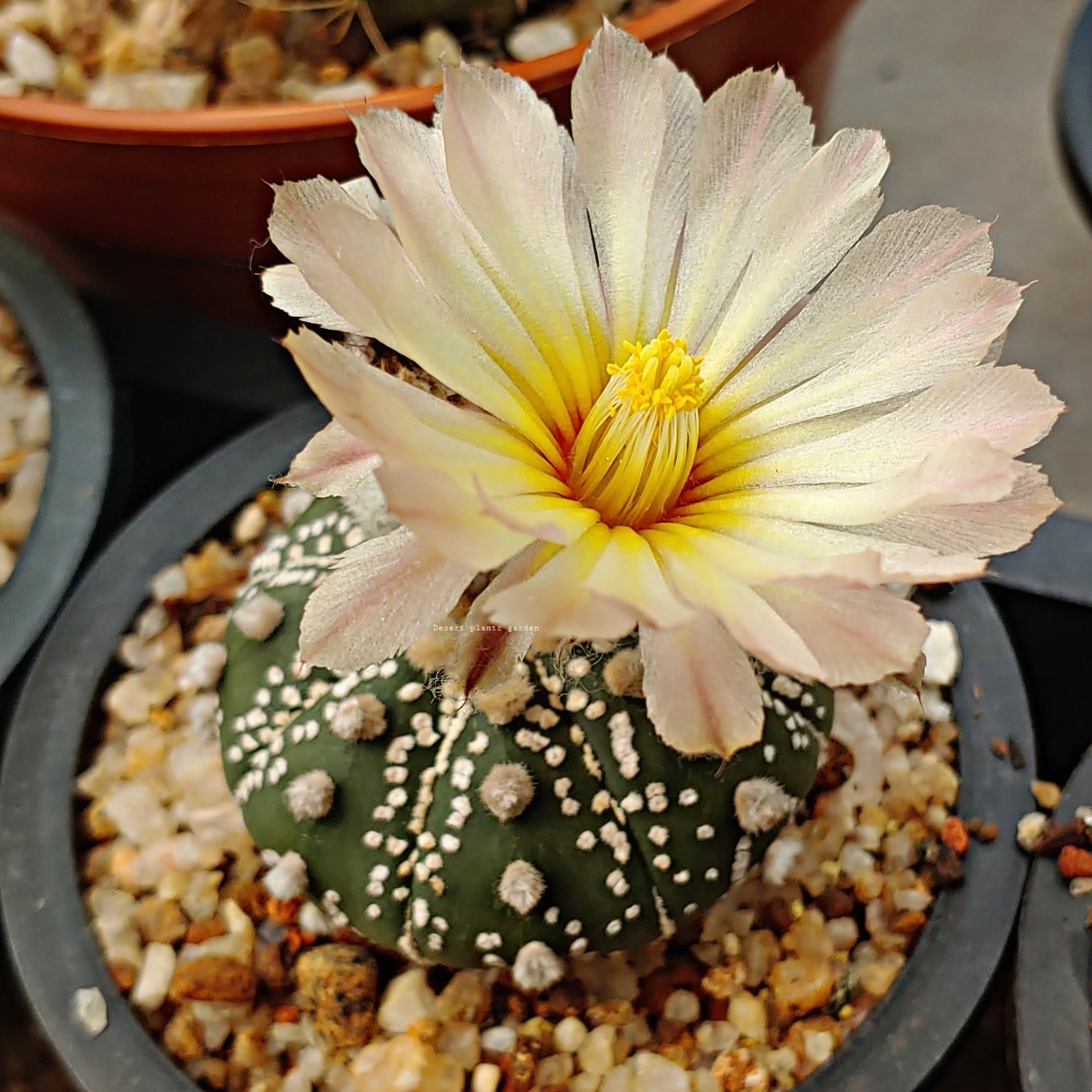 Astrophytum asterias super kabuto 25Seeds